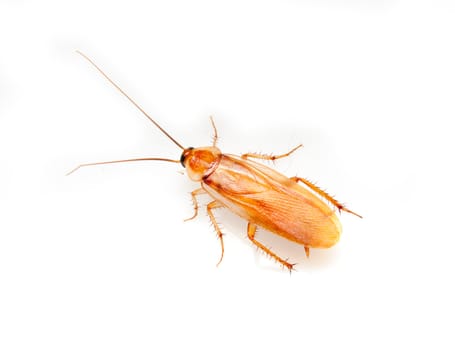 cockroach on a white background
