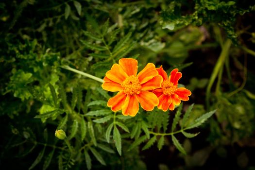 Beautiful flower on the nature
