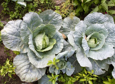 cabbages in the garden