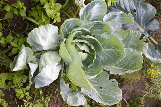 cabbages in the garden