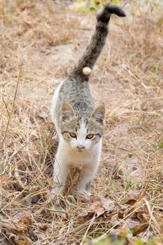 Cat on the nature