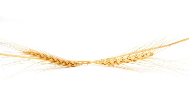 Wheat ears on a white background