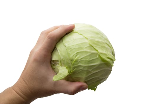 Cabbage in a hand on a white background