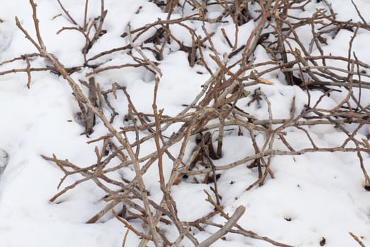 branches in snow as the background