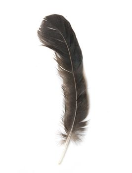 Bird feather isolated on white background 