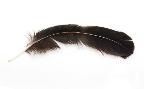 Bird feather isolated on white background 