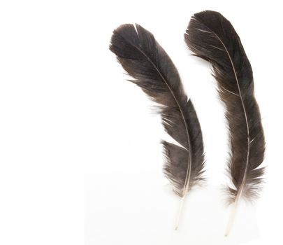 Two raven feathers on white background 