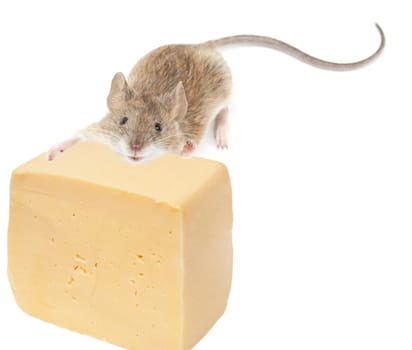 Funny rat and cheese isolated on white background 