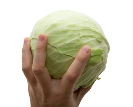 Cabbage in a hand on a white background