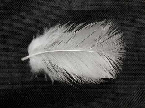  feather of a bird on a black background