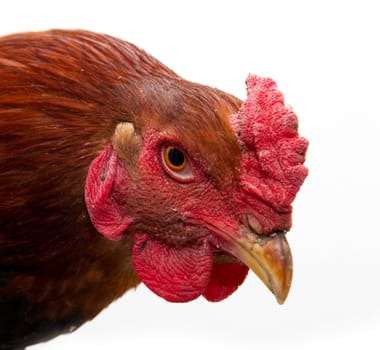 cock portrait on a white background