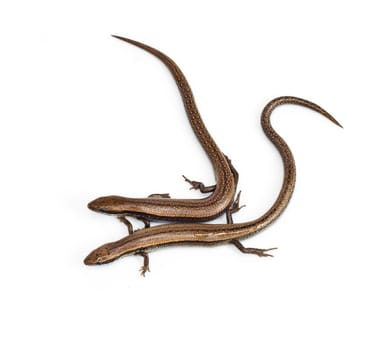 Two lizards on a white background