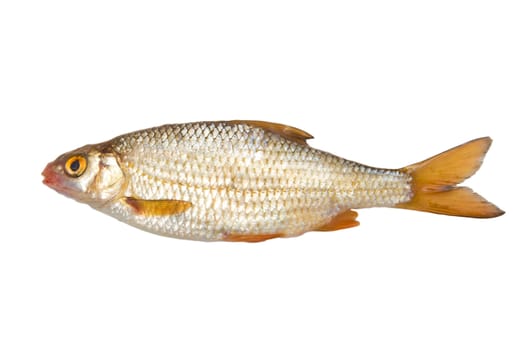 roach (Rutilus rutilus) on a white background 