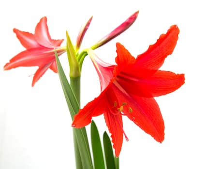 Red flower on a white background