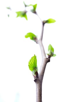 Beautiful leaf on a tree in the spring