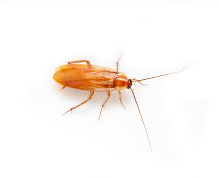 cockroach on a white background