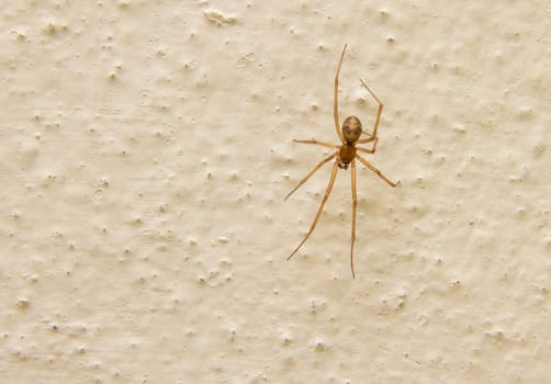 Spider on a concrete wall