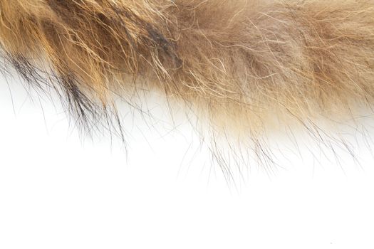 fur on white background