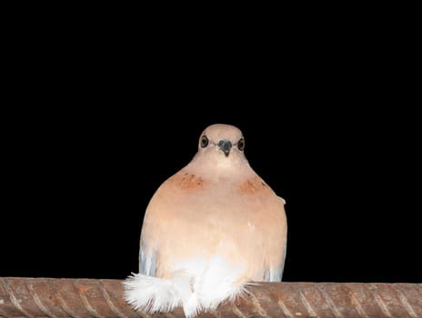 dove at night