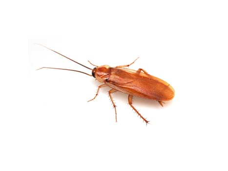 cockroach on white background 