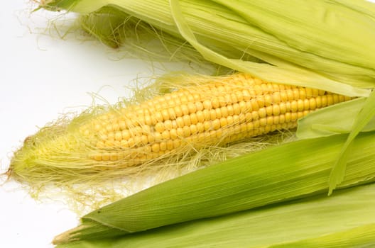 corn cob between green leaves
