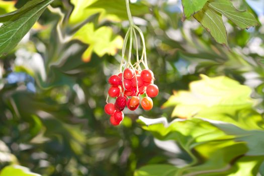 arrow wood red berries closeup shallow dof 