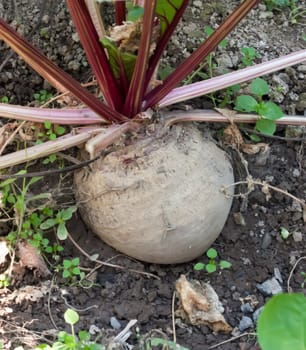 Red beetroot in the garden on the sunny day 