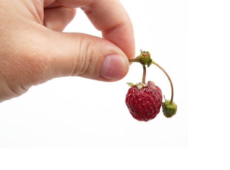 strawberry in her hand on a white background