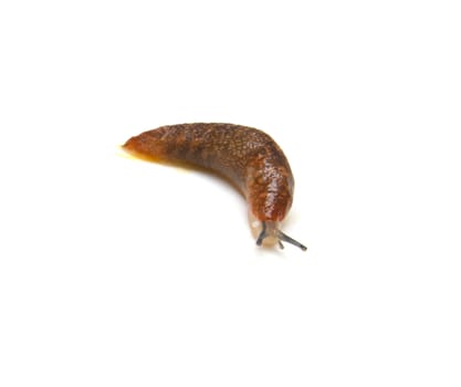 Slug - the slowest animal. It creeps on a white background. 