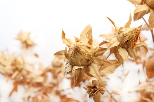 safflower on a white background