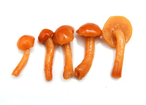 mushrooms on a white background