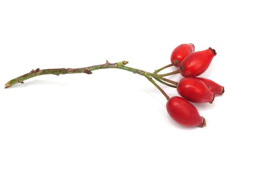 Fruits of wild rose on a white background 