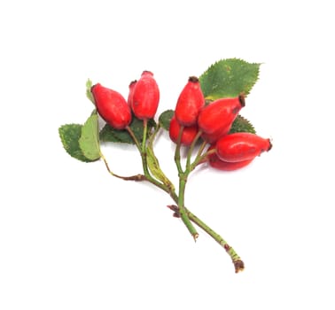 Rose hip isolated on white background 