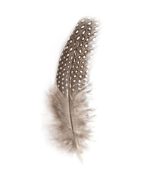 guinea fowl feather on white background