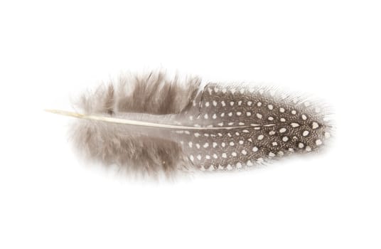 guinea fowl feather on white background