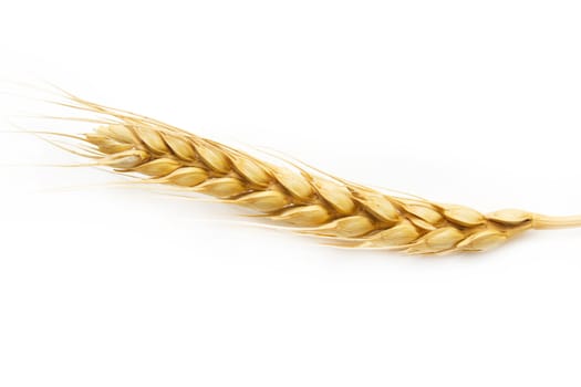 ear of wheat on a white background