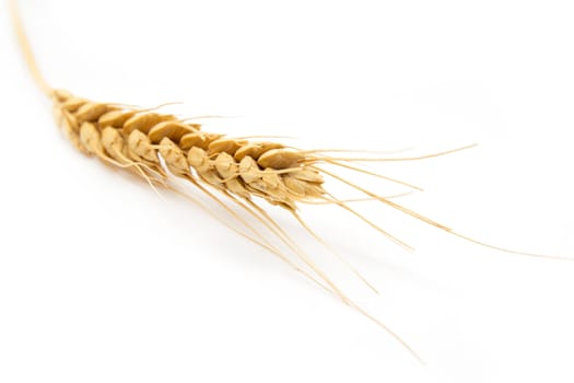 ear of wheat on a white background