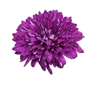 Flower of pink chrysanthemum isolated on white background 
