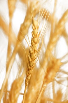 wheat as a background, close-up