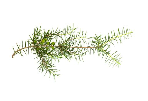 Christmas green framework isolated on white background 
