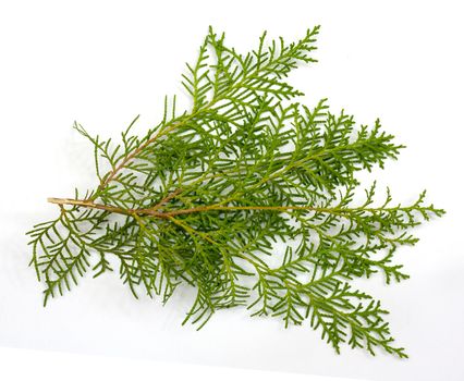 Christmas green framework isolated on white background 