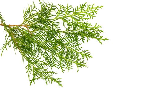 Christmas green framework isolated on white background 