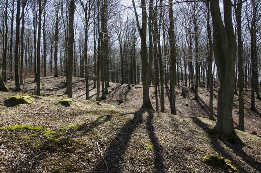 Beech forest without leaves in early spring and sunshine