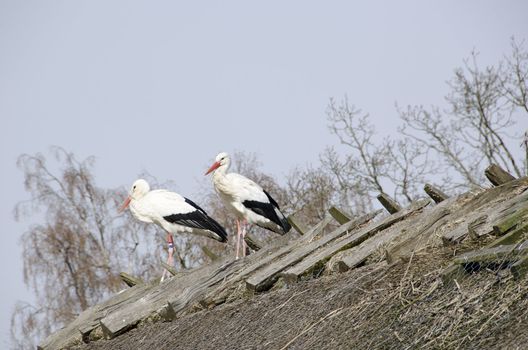 White storks on the nest (Ciconia ciconia) in early spring