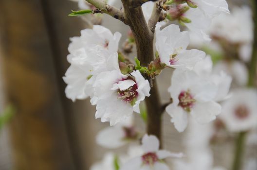 white flowers of the Fuji Cherry, Prunus incisa