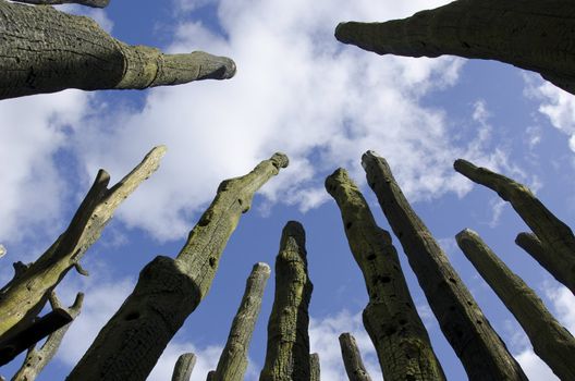 Leafless tree stems as seen against the blue sky