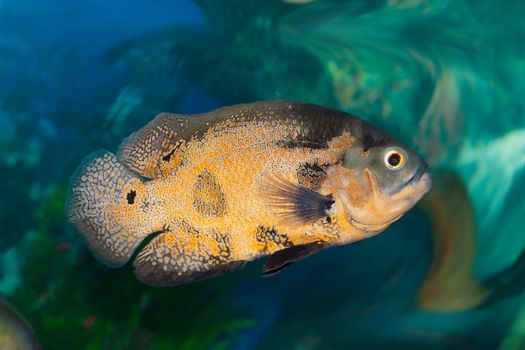 Spotty greater triggerfish floats in an aquarium 