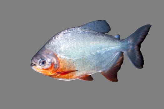 Piranha fish