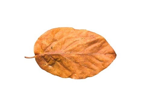 Yellow autumn leaves on a white background 