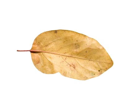 Yellow autumn leaves on a white background 